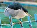 動物図鑑・ゴイサギの写真 5